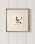 Load image into Gallery viewer, Backyard bird illustration – Blue Jay on watercolor paper