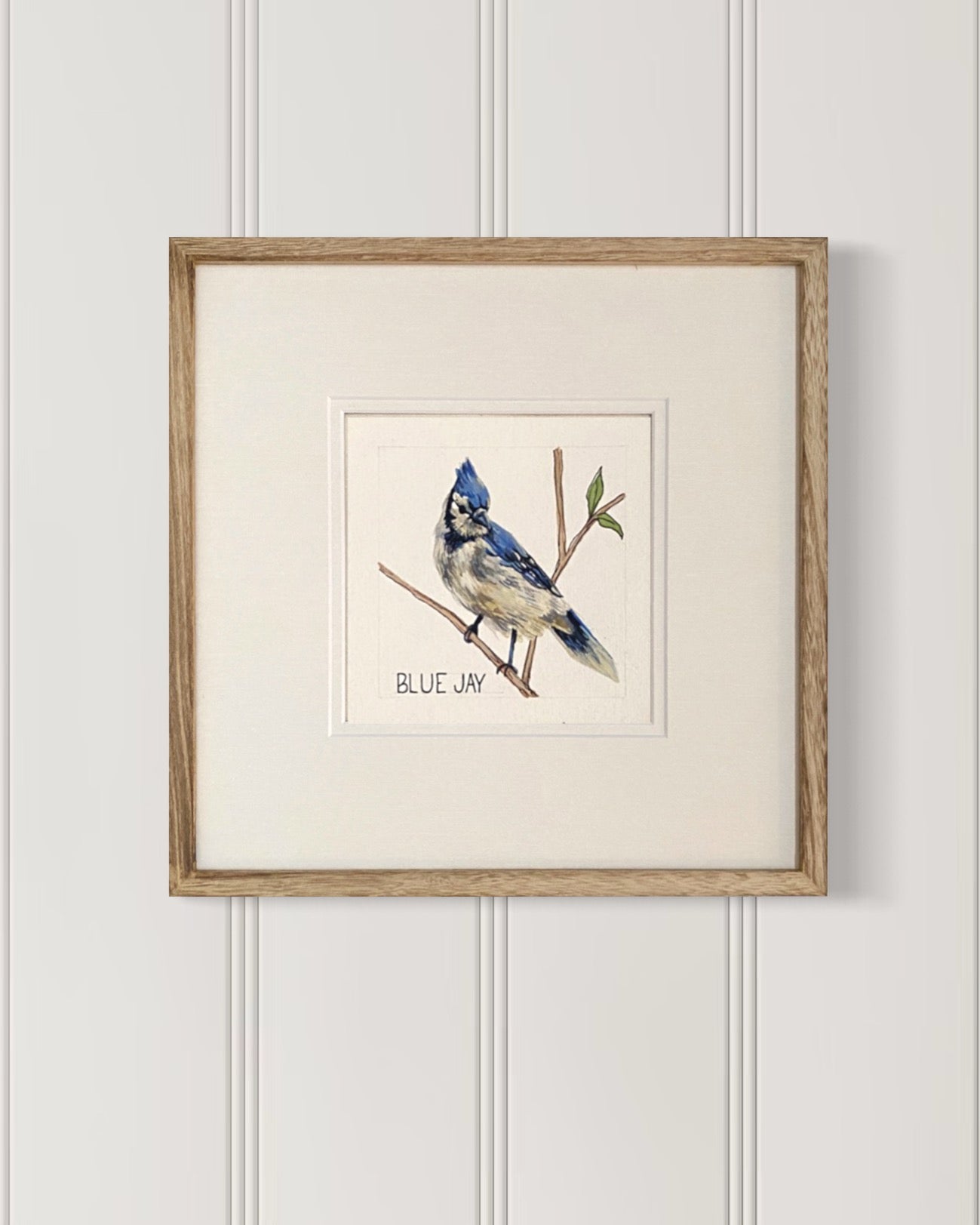 Backyard bird illustration – Blue Jay on watercolor paper