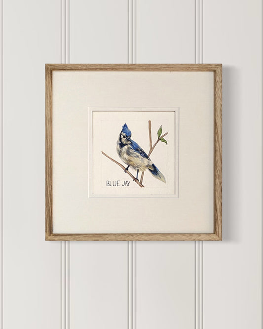 Backyard bird illustration – Blue Jay on watercolor paper