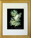 Load image into Gallery viewer, Peace – Olive Branch Botanical Art Print